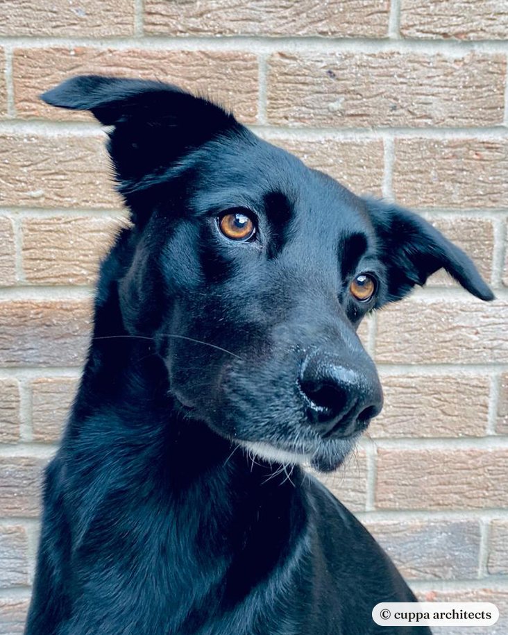 Bellatrix, the studio dog, a black dog with one ear up